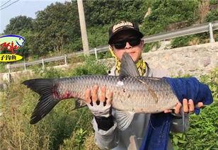 青鱼视频国产3  第3张